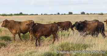 Elaborate cross-border cattle rustling operation uncovered, police allege