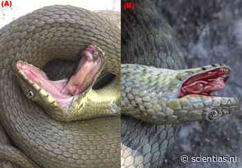 Deze slangen faken op dramatische wijze hun eigen dood