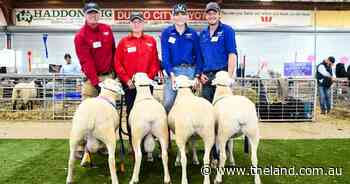 Reavesdale Wiltipoll shine in NSW State Sheep show any breed not named