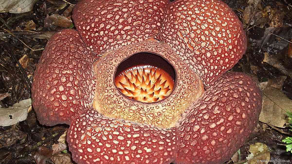 ANSWERS TO CORRESPONDENTS: What's the largest flower in the world?