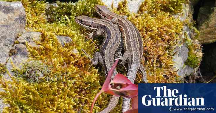 Country diary: The lizards are out, basking and, perhaps, breeding | Susie White