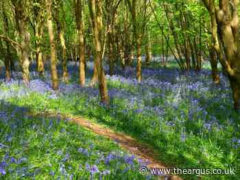 Stanmer Wood near Brighton is perfect for a countryside stroll