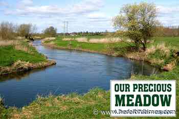 Flooding fears from 350-home plan Lugg Meadow plan