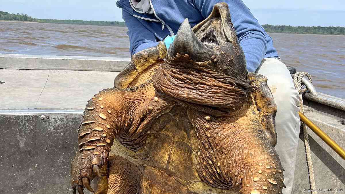 Kentucky angler nabs a 200-pound prehistoric alligator snapping turtle before going on to reel in monster gar - which stands to break his OWN record