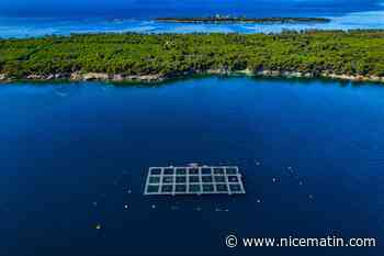 Ferme aquacole des îles de Lérins: la décision appartient désormais au préfet pour moderniser le site