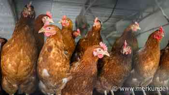 Aus Hühnerstall sollte Hofladen werden: Landwirt scheitert mit „pfiffiger Idee“ im Gemeinderat