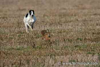 Three hare coursers ordered to pay over &#163;1,000 in fines