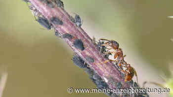 Ameisen im Gemüsebeet: Vertreiben Sie die nützlichen Krabbler mit sanften Mitteln