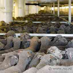 Uit Trouw | Australië wil geen schapen meer laten lijden op een schip