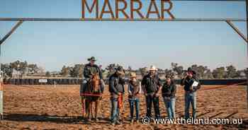 Marrar Campdraft arena gets revived due to NSW grant