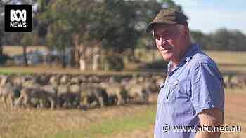 'Tinging on anger': Australian sheep farmers in limbo after life export ban decision