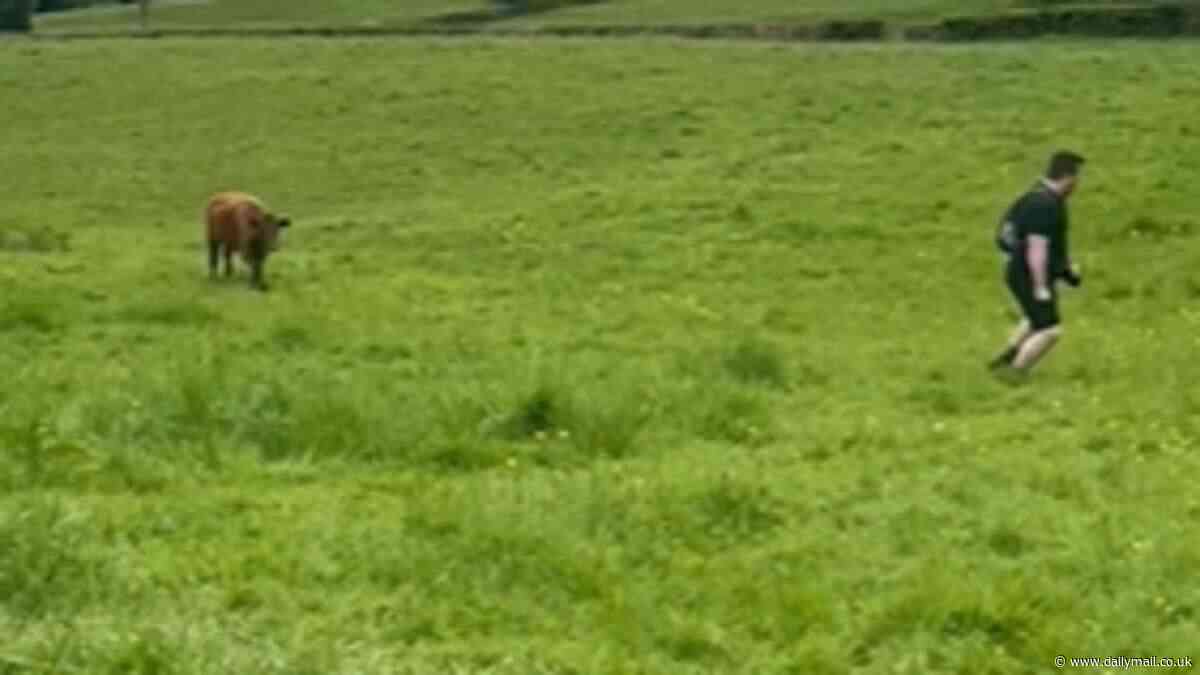 Moo-ve! Moment hiker runs for his life when cow charges at him after he tried to get close to stroke it