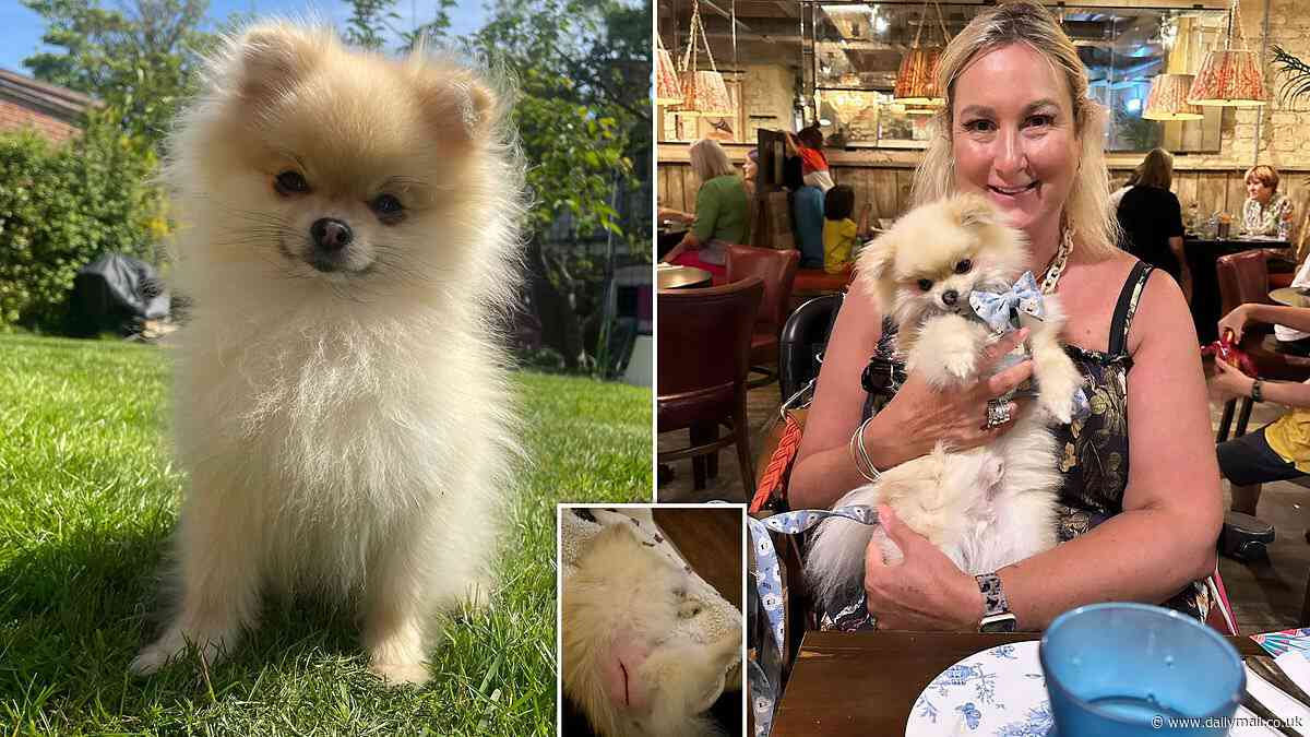 Dog owner calls for grooming industry crackdown after her 'traumatised' pet was sliced across his body with the 'wrong' clippers