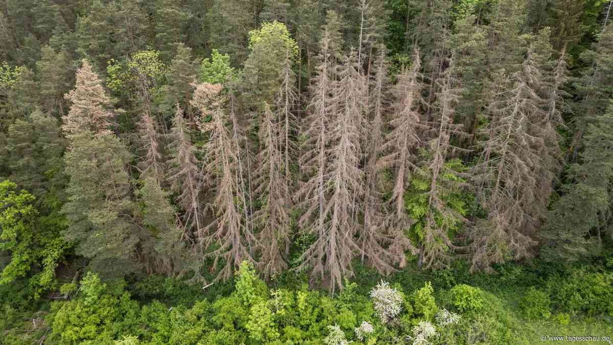Nur jeder fünfte Baum in deutschen Wäldern ist gesund