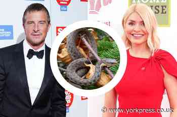 Celebrities in Netflix's Bear Hunt warned about snakes