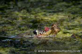 Moment grass snake catches frog at Bournemouth reserve