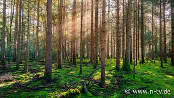Nur jeder fünfte Baum ist gesund: Deutschlands Wälder werden zu "Dauerpatienten"