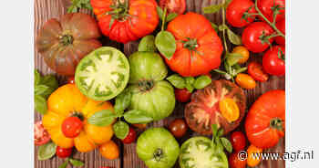 Raf-tomatentelers in Almeria verlengen seizoen om te profiteren van goede prijzen