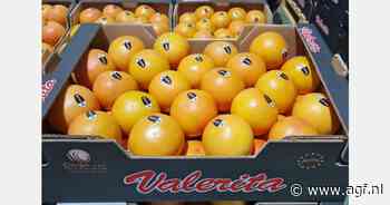 "Uitgezonderd begin van het jaar is Spaans grapefruitseizoen zeer stabiel"