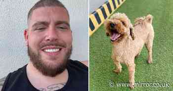 'I got Turkey teeth in same clinic my dog had surgery in - I saved £30k'