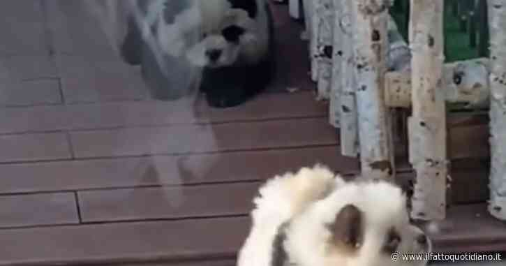 Truccano due cani da panda e li mettono in gabbia: scandalo allo zoo (video)