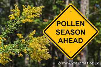 What is York's pollen count this week? Met Office forecast