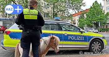 Tierischer Einsatz in Hannover: Polizei fängt Pony John Boy an der Hildesheimer Straße ein