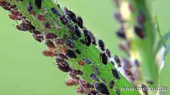 Blattläuse im Garten: Sechs Hausmittel vertreiben die lästigen Schädlinge