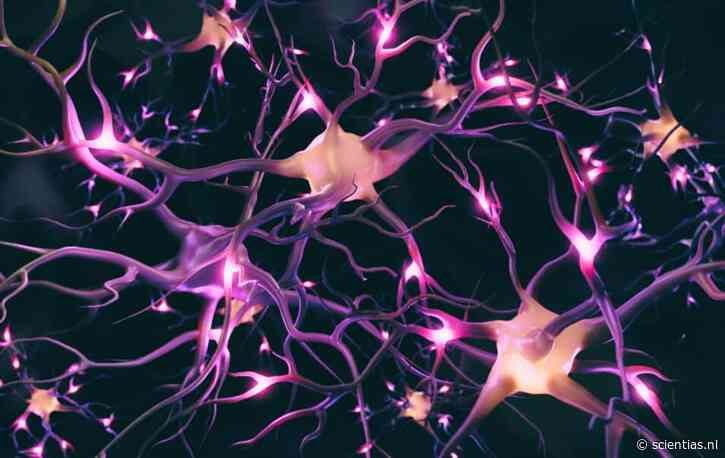 Wetenschappers brengen kubieke millimeter hersenweefsel in kaart – en stuiten zelfs daarin op verrassingen