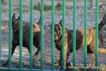 Onderkoelde en ondervoede puppies, met korsten en vlooien: hondenkweker uit Glabbeek verliest erkenning na “ernstige inbreuken”