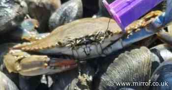Crab wields Teenage Mutant Ninja Turtles PEZ dispenser to 'bribe' captors