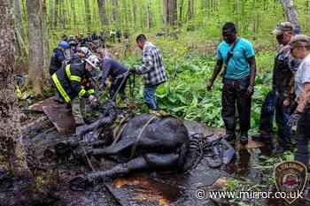 Huge rescue effort as 40 people work for five gruelling hours to save horses stuck in deep mud