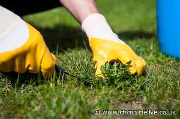 Gardening experts share top tips to remove lawn weeds and stop them growing back