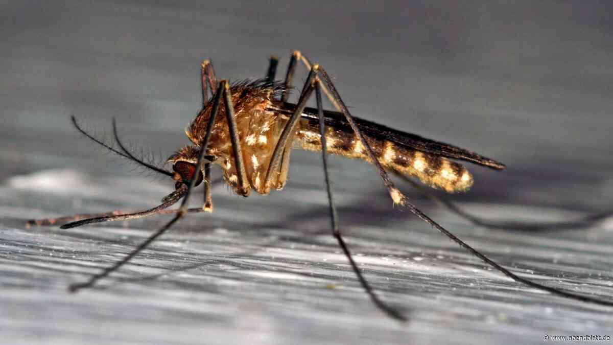 Mücken-Alarm in Hamburg: Was sie anzieht – und was nicht