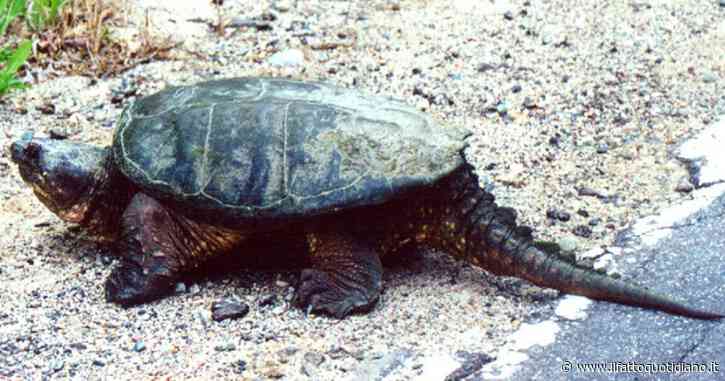 Tartaruga azzannatrice recuperata in un maneggio nel Torinese, è comune in Nord America