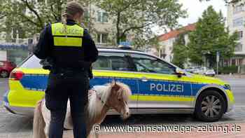 Ausgebüxtes Pony „John Boy“ hält Polizei Hannover auf Trab