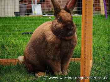 Huge brown rabbit George is looking for his forever home