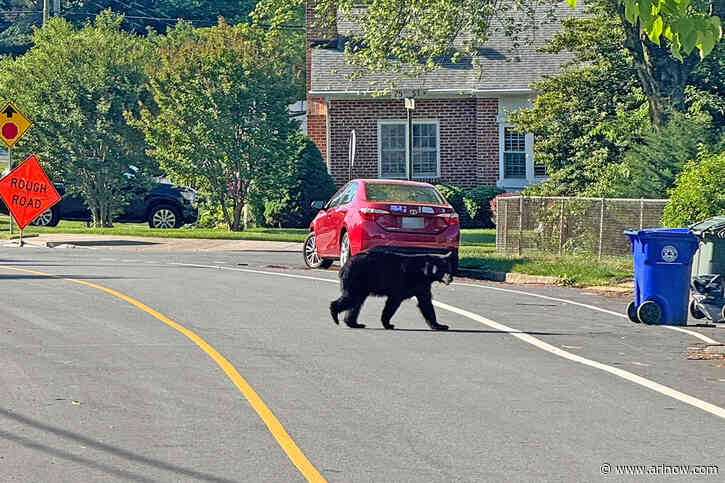DEVELOPING: Bear spotted in North Arlington neighborhoods