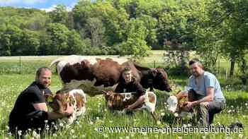 Seltenes Kälbchen-Wunder: Kuh in Hessen bringt Drillinge zur Welt