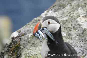 St Kilda seabirds risk 'disappearing forever' through climate change