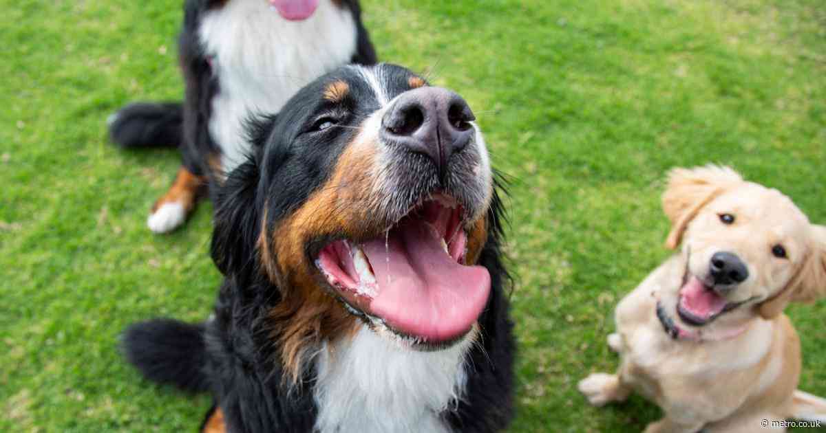 These are the most popular dog names of 2024 according to their breed