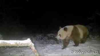 Avistan en China por primera vez en 6 años raro ejemplar de panda pardo