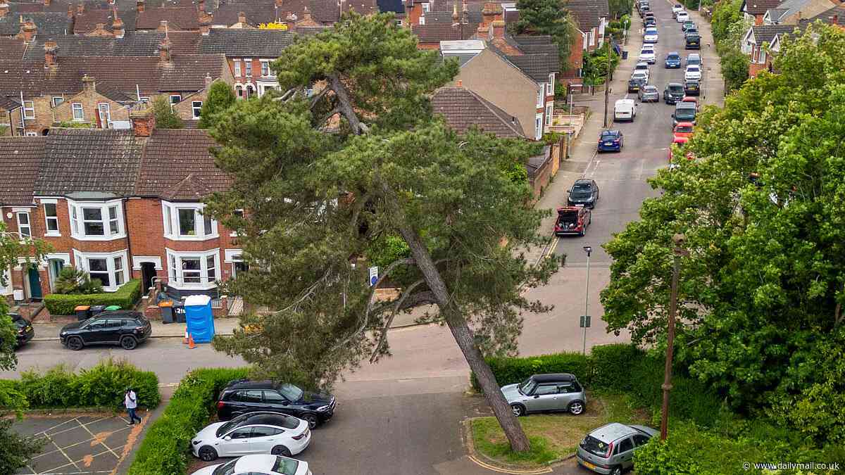 'Leaning Tree of Bedford' now slanted at nearly 30 degrees is set to be cut down by council bosses - because it's become a 'real cause for concern'