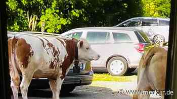 Tierische Verwüstung - Entlaufene Kuh verursacht hohen Schaden