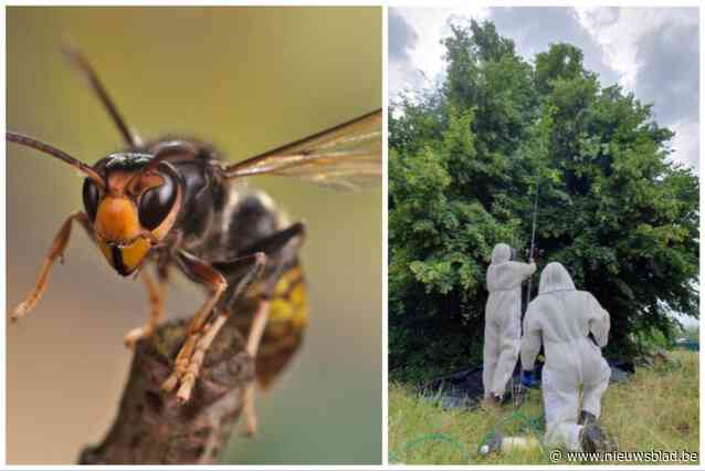 Insectenkenner wil strijd tegen Aziatische hoornaar opgeven, maar provincie steekt nog tandje bij: “We gaan nesten in een school of in een winkelstraat toch niet laten hangen?”