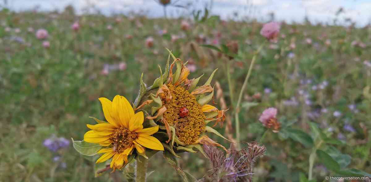 How do we reduce pesticide use while empowering farmers? A more nuanced approach could help