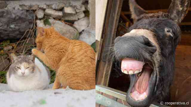 Gatos chismosos y un perro Kung Fu: Los finalistas de los Comedy Pet Photo Awards 2024