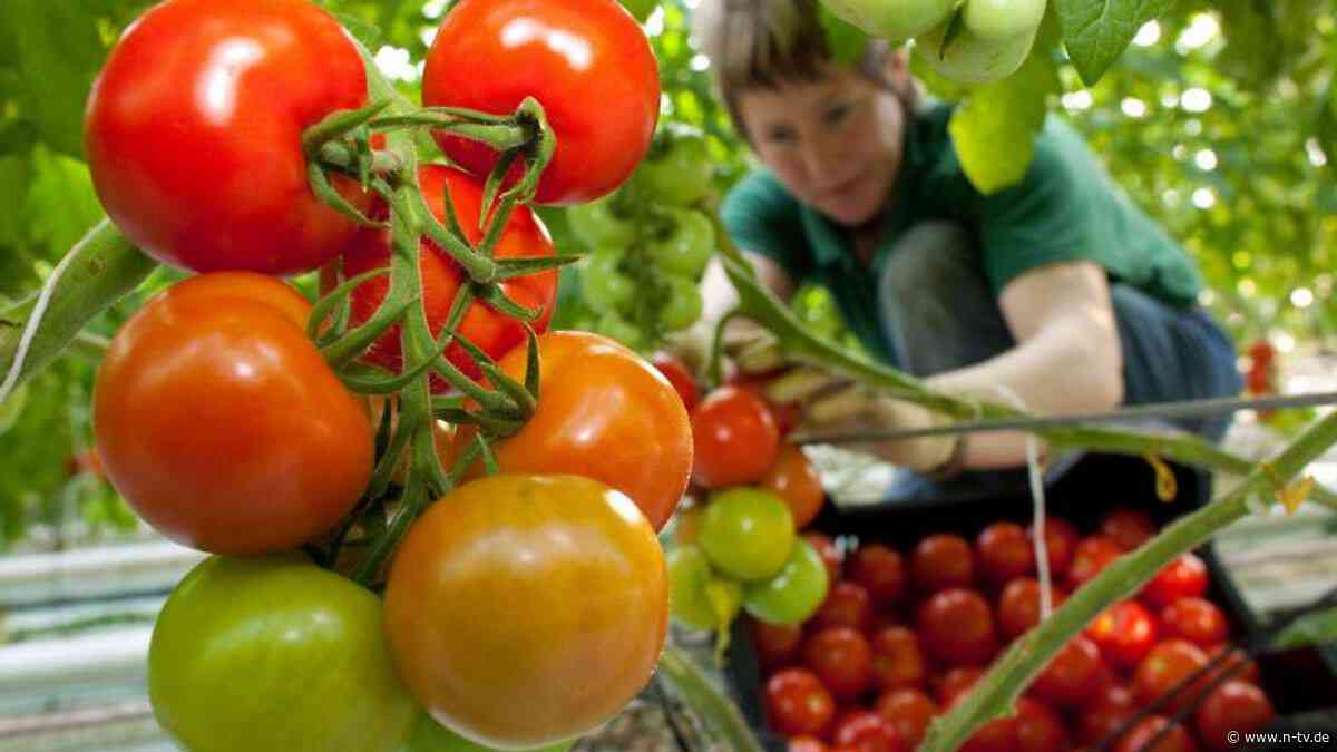 Gutes aus Garten oder Topf: So gedeihen Ihre Tomaten perfekt