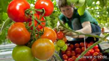 Gutes aus Garten oder Topf: So gedeihen Ihre Tomaten perfekt