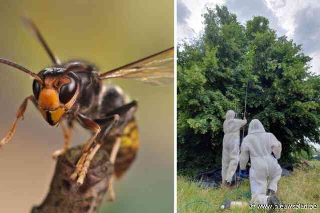 Insectenkenner wil strijd tegen Aziatische hoornaar opgeven, maar provincie steekt nog tandje bij: “We gaan nesten in een school of in een winkelstraat toch niet laten hangen?”